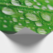 Papier Cadeau Herbe verte à feuilles d'eau (Coin)