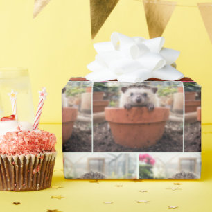 Papier Cadeau Hérisson dans un pot de fleurs en argile