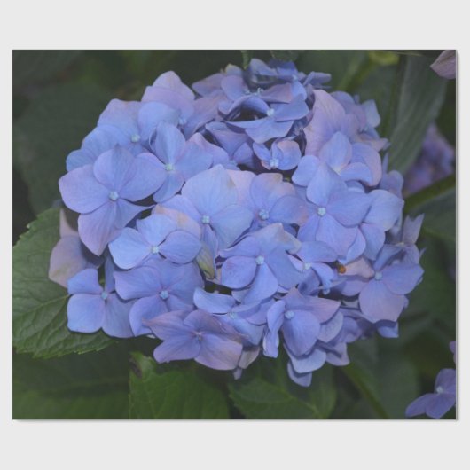 Papier Cadeau Hydrangea macrophylla violette rustique (Plat)