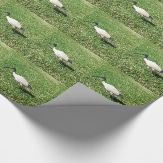 PAPIER CADEAU IBIS (Coin)