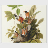 Papier Cadeau Illustration Audubon American Robin Wildlife Bird (Plat)