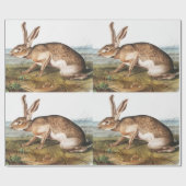 Papier Cadeau Illustration de lapin Lièvre texan (Lepus Texianus (Plat)