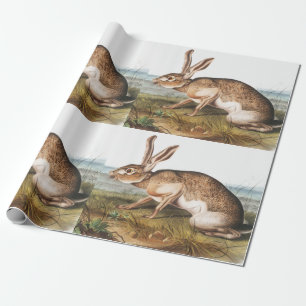 Papier Cadeau Illustration de lapin Lièvre texan (Lepus Texianus