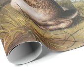 Papier Cadeau Illustration de lapin Lièvre texan (Lepus Texianus (Coin rond)