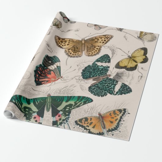 Papier Cadeau Illustration de papillon antique : 1820 Orfèvre (Déroulé)