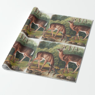 Papier Cadeau Illustration de Virginian Deer (Cervus Virginianus