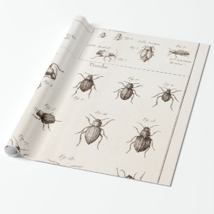 Papier Cadeau Illustration des insectes des insectes des années 