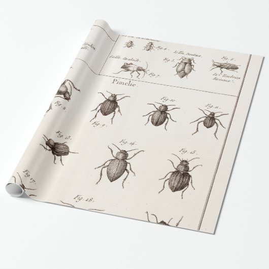 Papier Cadeau Illustration des insectes des insectes des années (Déroulé)