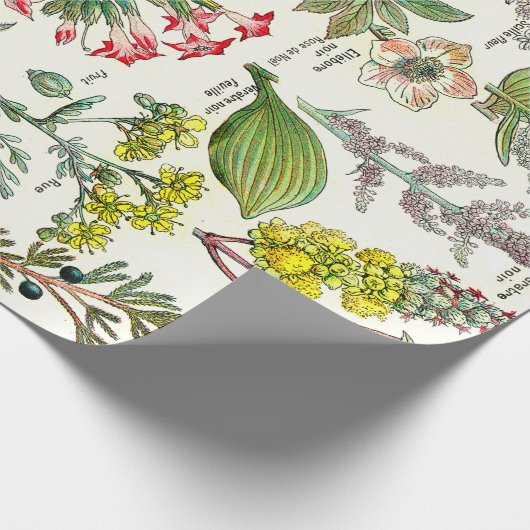 Papier Cadeau Illustrations botaniques (Coin)