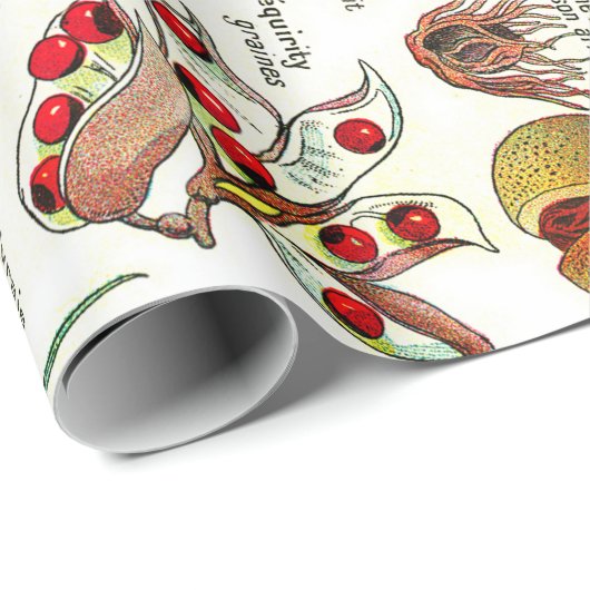 Papier Cadeau Illustrations botaniques (Coin rond)