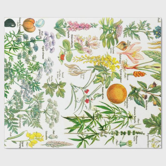 Papier Cadeau Illustrations botaniques (Plat)