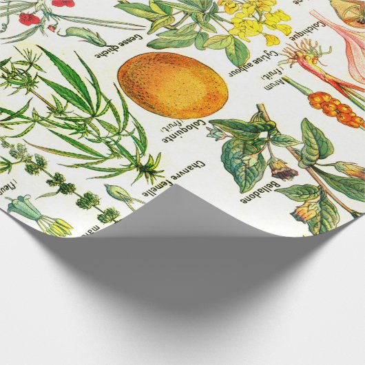 Papier Cadeau Illustrations botaniques (Coin)