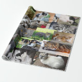 Papier Cadeau Image de différents chats (Déroulé)