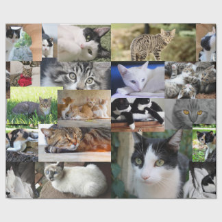 Papier Cadeau Image de différents chats