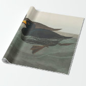 Papier Cadeau Impression de Macreuse noire d'Audubon : Canard cô (Déroulé)