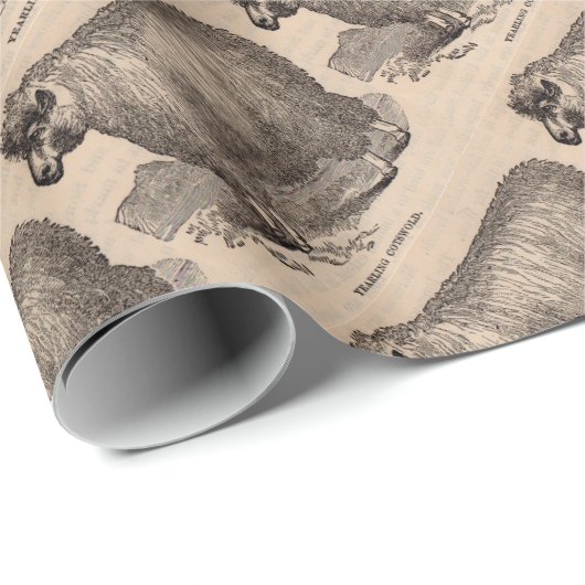 Papier Cadeau Impression de mouton Cotswold yearling du 19e sièc (Coin rond)