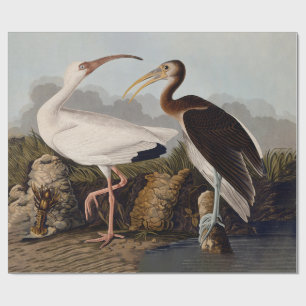 Papier Cadeau Impression d'oiseau Ibis blanc de John James Audub