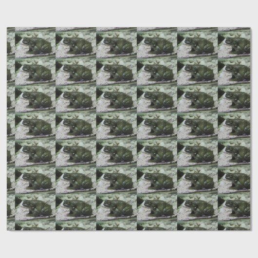 Papier Cadeau Incilius alvarius (Plat)