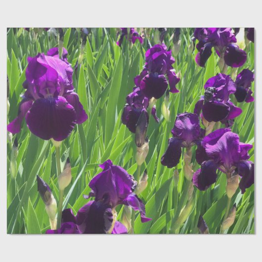 Papier Cadeau Iris pourpre (Plat)
