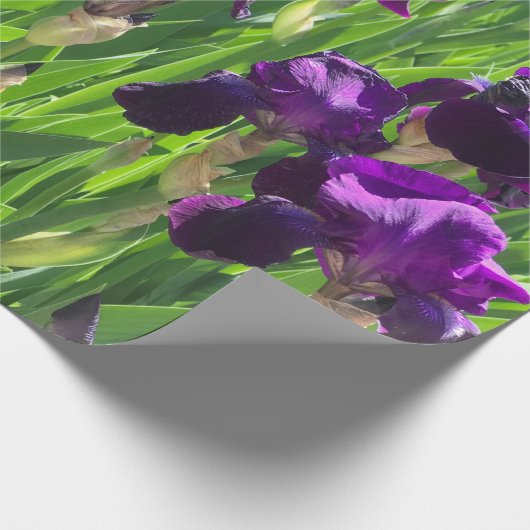 Papier Cadeau Iris pourpre (Coin)