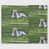 Papier Cadeau Jack (Plat)