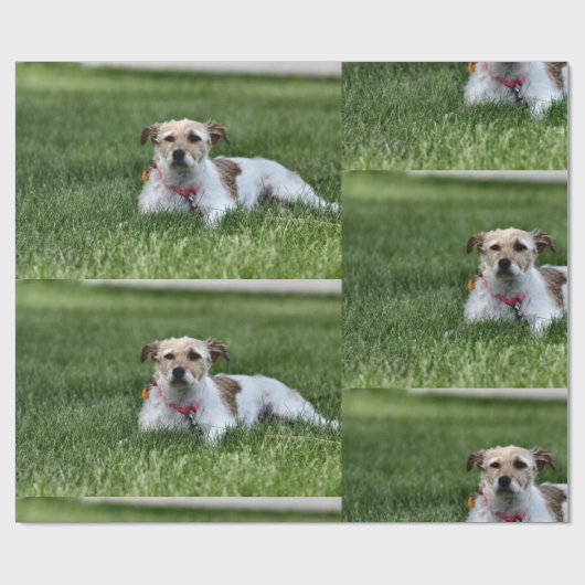 Papier Cadeau Jack (Plat)