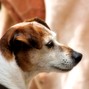 PAPIER CADEAU JACK RUSSELL TERRIER CHIEN