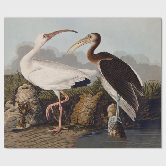 Papier Cadeau John James Audubon White Ibis Bird Print Classic (Plat)