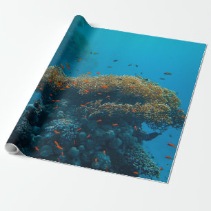 Papier Cadeau Jolies Poissons Et Barrière