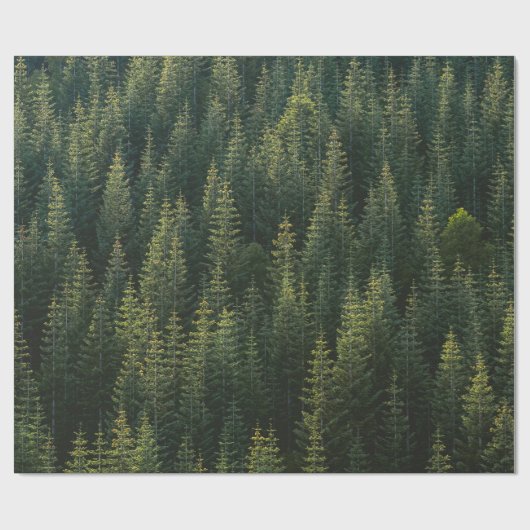 Papier Cadeau La forêt (Plat)