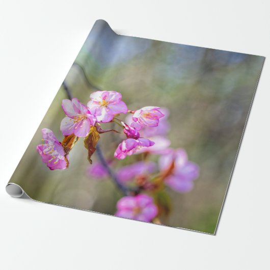 Papier Cadeau La Simple Beauté Des Fleurs Sakura (Déroulé)