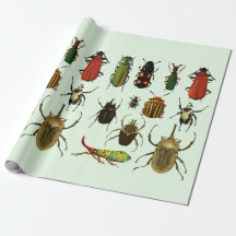 Les insectes Les coléoptères La faune de l'Entomol