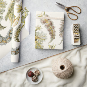 Papier Cadeau Limaces de mer, escargots par Ernst Haeckel, Anima