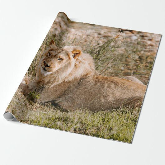 PAPIER CADEAU LION EN GRAS (Déroulé)
