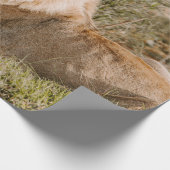 PAPIER CADEAU LION EN GRAS (Coin)