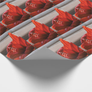 Papier Cadeau Lion rouge rayonnant Amaryllis Fleur Photo
