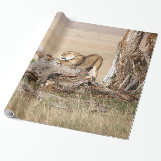Papier Cadeau Lioness stretching (Déroulé)