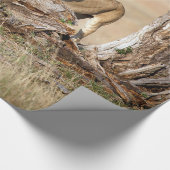Papier Cadeau Lioness stretching (Coin)