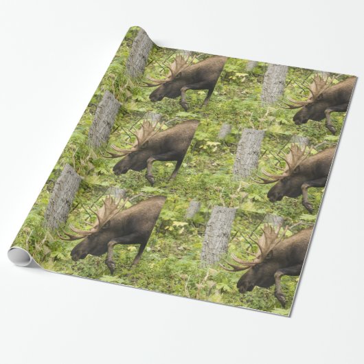 Papier Cadeau L'orignal (Déroulé)