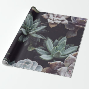 PAPIER CADEAU LOT DE PLANTE SUCCULENT DE COULEUR ASSORTIE