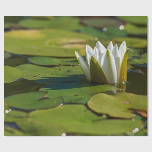 Papier Cadeau Lys d'eau (Plat)