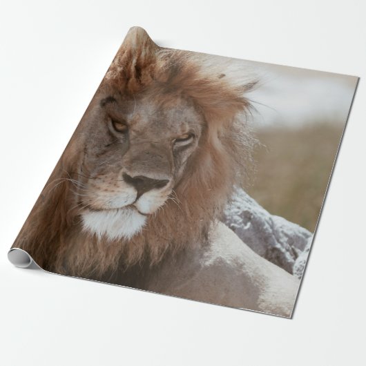 PAPIER CADEAU M. LION (Déroulé)