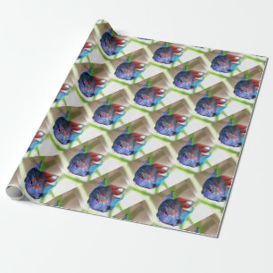 Papier Cadeau Macropodus Opercularis Aquarium Poisson