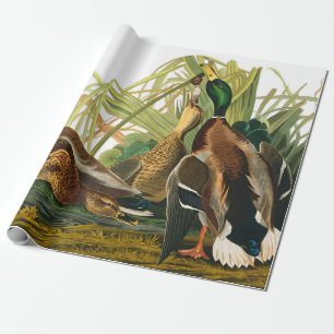 Papier Cadeau Mallard Duck par John James Audubon