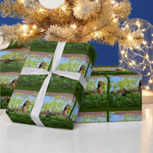 Papier Cadeau Mallard et canettes-Natation par Shirley Taylor