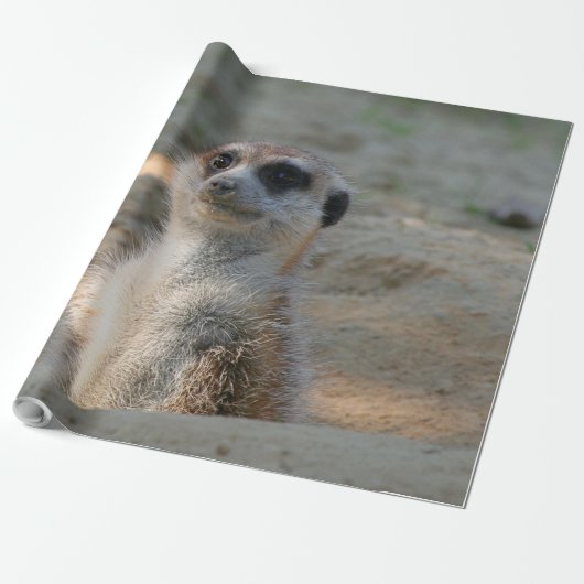 Papier Cadeau Meerkat 004 (Déroulé)