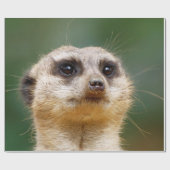 Papier Cadeau Meerkat 005 (Plat)