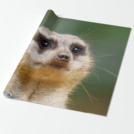 Papier Cadeau Meerkat 005 (Déroulé)