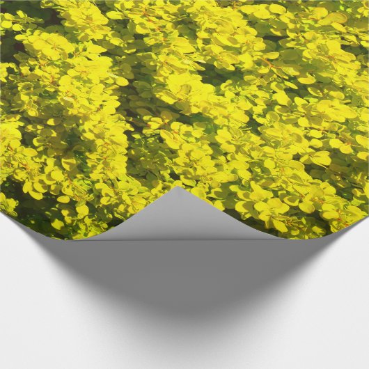 Papier Cadeau Modèle d'or jaune Woadwaxen d'arbustes (Coin)