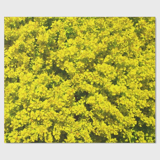 Papier Cadeau Modèle d'or jaune Woadwaxen d'arbustes (Plat)